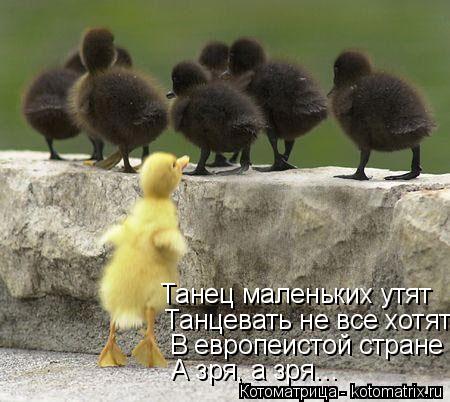 Котоматрица: Танец маленьких утят Танцевать не все хотят В европеистой стране А зря, а зря…