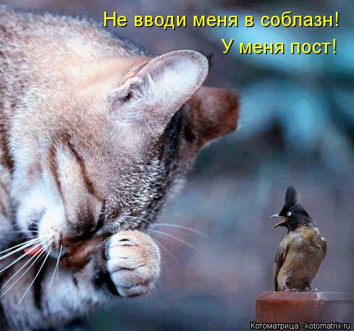Котоматрица: Не вводи меня в соблазн! У меня пост!
