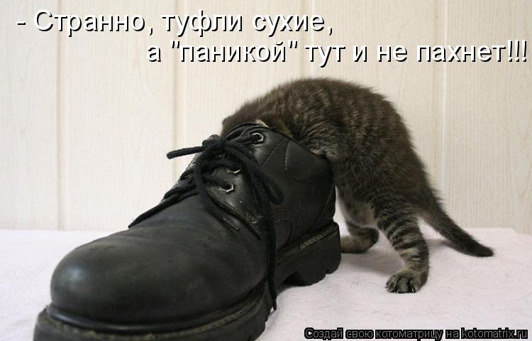 Котоматрица: - Странно, туфли сухие,  а "паникой" тут и не пахнет!!!
