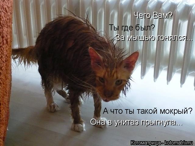 Котоматрица: Чего Вам? Ты где был? За мышью гонялся... А что ты такой мокрый? Она в унитаз прыгнула...