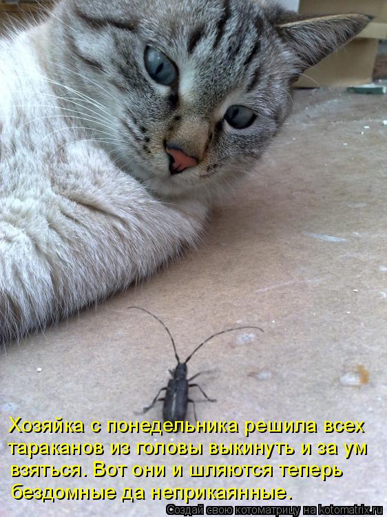 Хозяйка с понедельника решила всех тараканов из головы выкинуть и за ум взяться. Вот они и шляются те... Котоматрица: Хозяйка с понедельника решила всех тараканов из головы выкинуть и за ум взяться. Вот они и шляются теперь бездомные да неприкаянные.