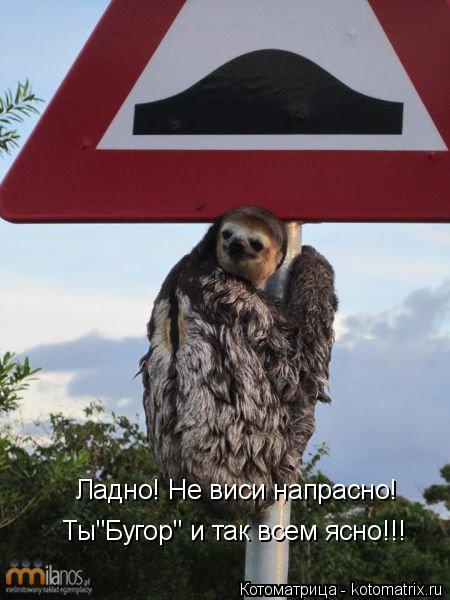 Котоматрица: Ладно! Не виси напрасно! Ты"Бугор" и так всем ясно!!!