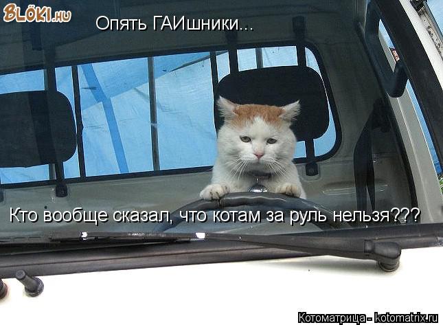 Котоматрица: Опять ГАИшники... Кто вообще сказал, что котам за руль нельзя???