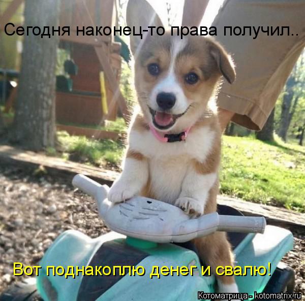 Котоматрица: Сегодня наконец-то права получил.. Вот поднакоплю денег и свалю!