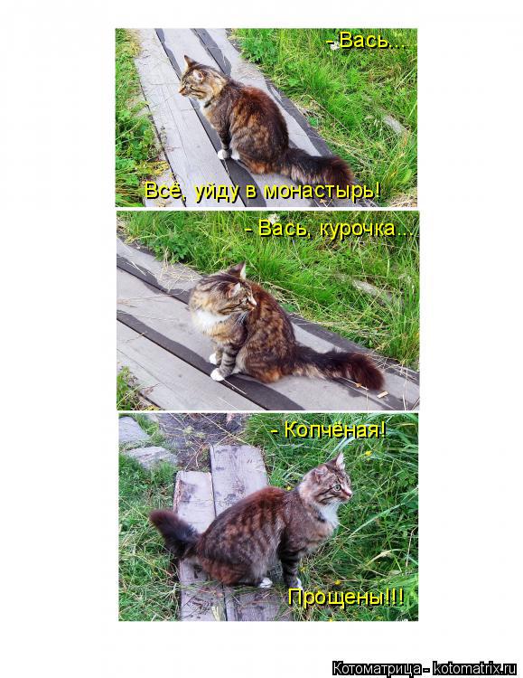Котоматрица: Всё, уйду в монастырь! - Вась... - Вась, курочка... - Копчёная! Прощены!!!