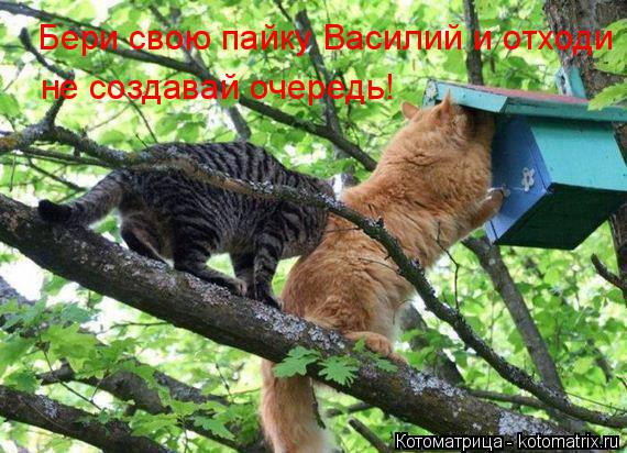 Котоматрица: Бери свою пайку Василий и отходи  не создавай очередь!