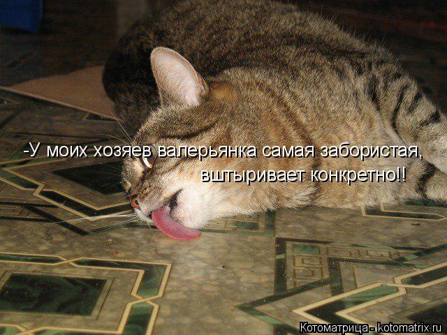 Котоматрица: -У моих хозяев валерьянка самая забористая, вштыривает конкретно!!