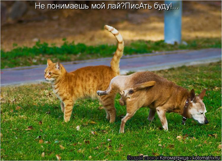 Котоматрица: Не понимаешь мой лай?ПисАть буду!...