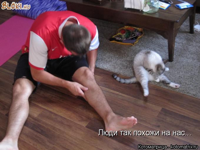 Котоматрица: Люди так похожи на нас...