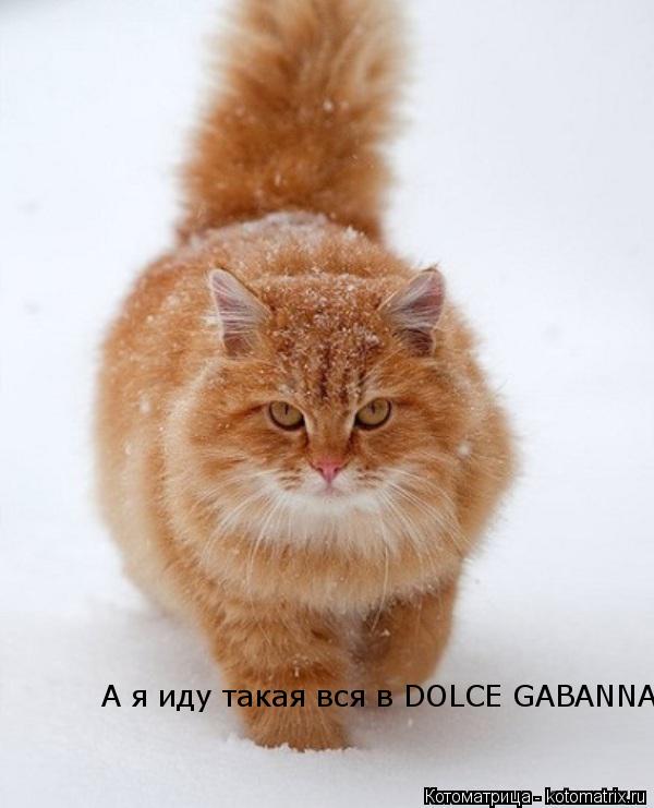 Котоматрица: А я иду такая вся в DOLCE GABANNA