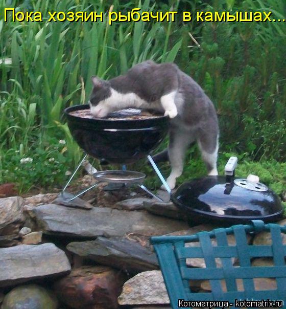 Котоматрица: Пока хозяин рыбачит в камышах...