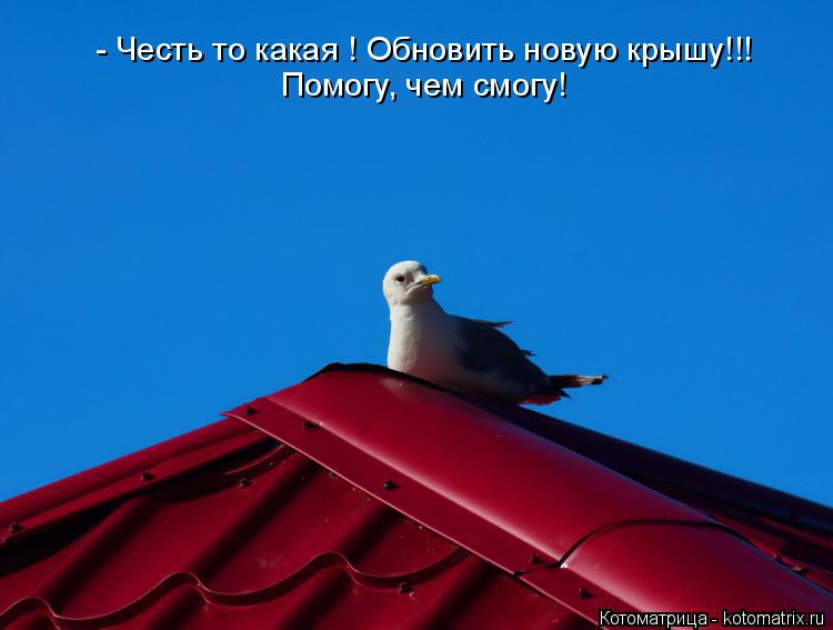 Котоматрица: - Честь то какая ! Обновить новую крышу!!! Помогу, чем смогу!