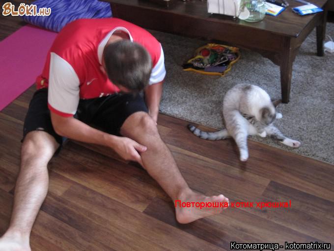 Котоматрица: Повторюшка котик хрюшка!