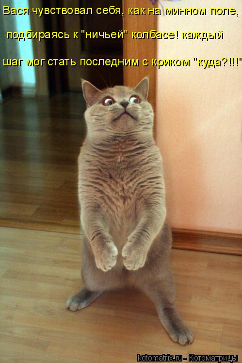 Котоматрица: Вася чувствовал себя, как на минном поле, подбираясь к "ничьей" колбасе! каждый шаг мог стать последним с криком "куда?!!!"