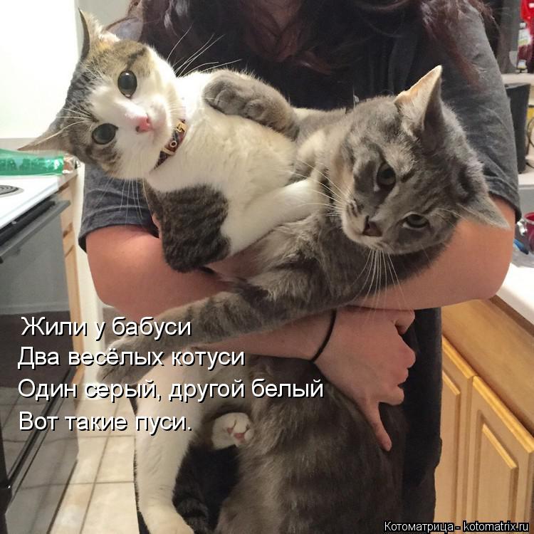 Котоматрица: Жили у бабуси Два весёлых котуси Один серый, другой белый Вот такие пуси.