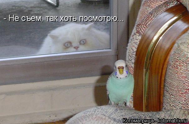 Котоматрица: - Не съем, так хоть посмотрю...