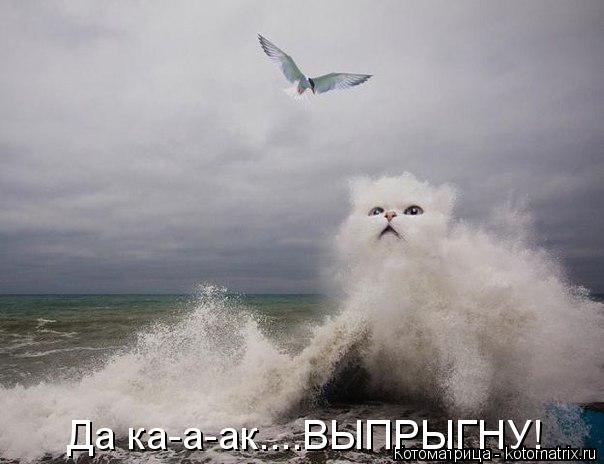 Котоматрица: Да ка-а-ак....ВЫПРЫГНУ!