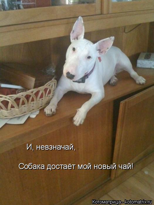 Котоматрица: И, невзначай, Собака достаёт мой новый чай!