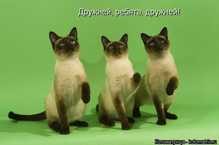 Котоматрица: Дружней, ребята, дружней!