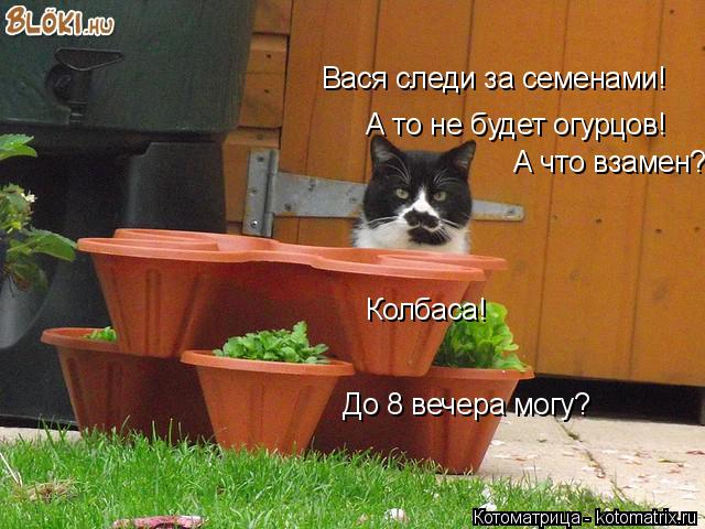 Вася следи за семенами! А то не будет огурцов! А что взамен? Колбаса! До 8 вечера могу?... Котоматрица: Вася следи за семенами! А то не будет огурцов! А что взамен? Колбаса! До 8 вечера могу?