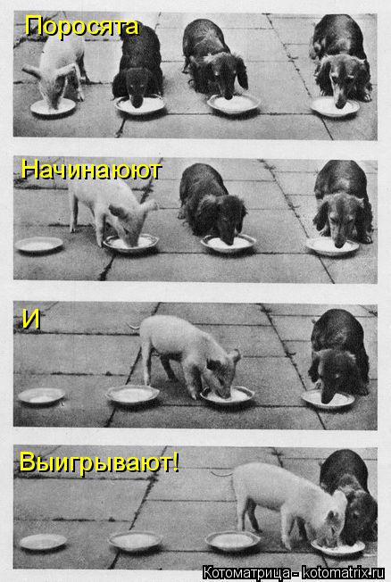 Котоматрица: Поросята  Начинаюют  И Выигрывают!