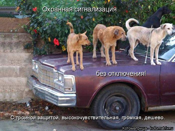 Котоматрица: Охранная сигнализация  без отключения! С тройной защитой, высокочувствительная, громкая, дешево.