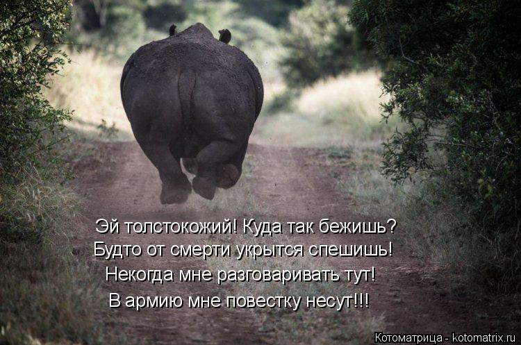 Котоматрица: Эй толстокожий! Куда так бежишь? Будто от смерти укрытся спешишь! Некогда мне разговаривать тут! В армию мне повестку несут!!!