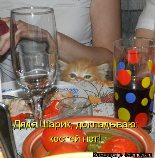 Котоматрица: Дядя Шарик, докладываю: костей нет!