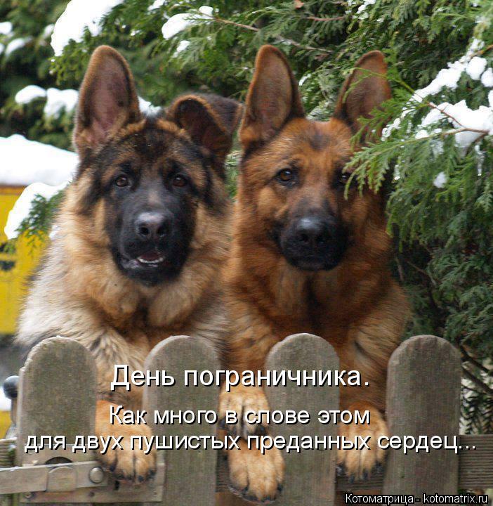 Котоматрица: День пограничника. Как много в слове этом для двух пушистых преданных сердец...