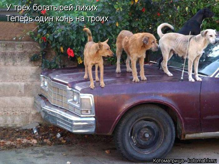 Котоматрица: У трех богатырей лихих Теперь один конь на троих