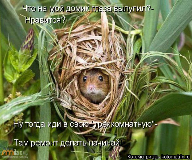 Что на мой домик глаза вылупил?- Нравится? Ну тогда иди в свою "трёхкомнатную"- Там ремонт делать н... Котоматрица: Что на мой домик глаза вылупил?- Нравится? Ну тогда иди в свою "трёхкомнатную"- Там ремонт делать начинай!