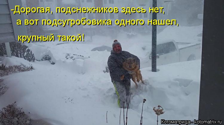 -Дорогая, подснежников здесь нет, а вот подсугробовика одного нашел, крупный такой!... Котоматрица: -Дорогая, подснежников здесь нет, а вот подсугробовика одного нашел, крупный такой!