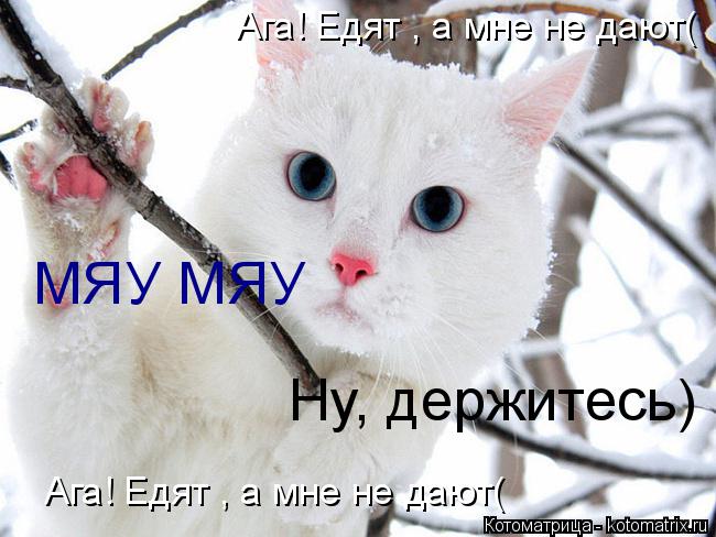 Котоматрица: Ага! Едят , а мне не дают( Ага! Едят , а мне не дают( Ну, держитесь) МЯУ МЯУ