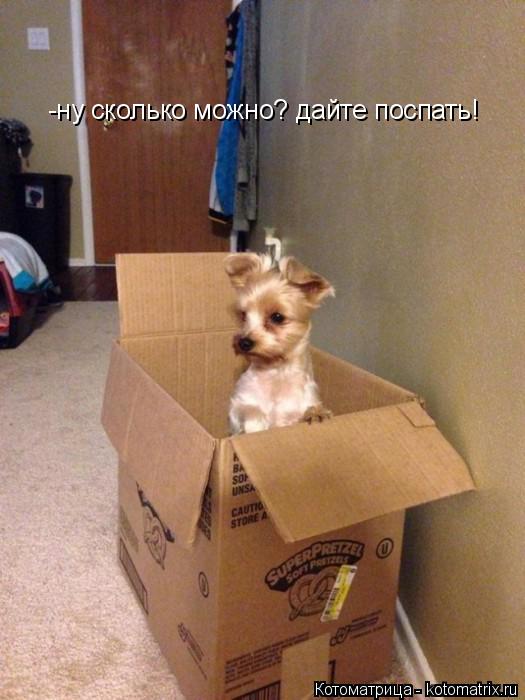 Котоматрица: -ну сколько можно? дайте поспать!