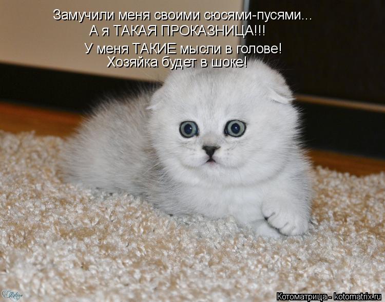 Замучили меня своими сюсями-пусями... У меня ТАКИЕ мысли в голове! А я ТАКАЯ ПРОКАЗНИЦА!!! Хозяйка бу... Котоматрица: Замучили меня своими сюсями-пусями... У меня ТАКИЕ мысли в голове! А я ТАКАЯ ПРОКАЗНИЦА!!! Хозяйка будет в шоке!