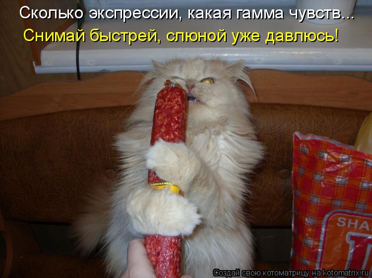 Сколько экспрессии, какая гамма чувств... Снимай быстрей, слюной уже давлюсь!... Котоматрица: Сколько экспрессии, какая гамма чувств... Снимай быстрей, слюной уже давлюсь!