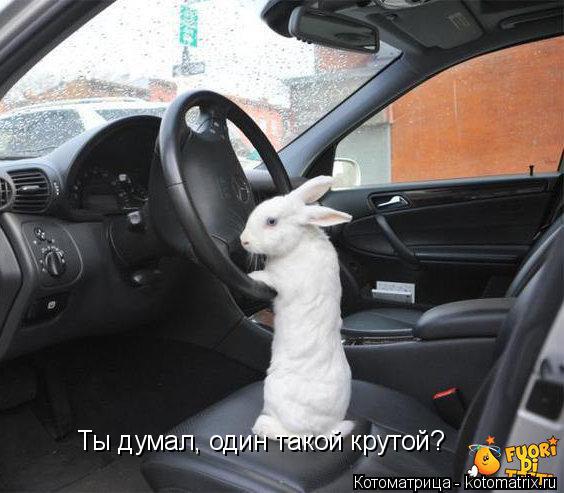 Котоматрица: Ты думал, один такой крутой?