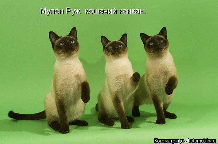 Мулен Руж. кошачий канкан.... Котоматрица: Мулен Руж. кошачий канкан.