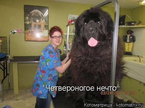 Котоматрица: Четвероногое нечто