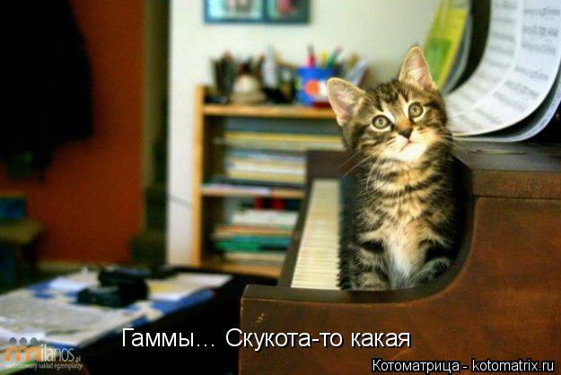 Котоматрица: Гаммы… Скукота-то какая