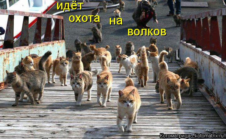 идёт охота на волков... Котоматрица: идёт охота на волков