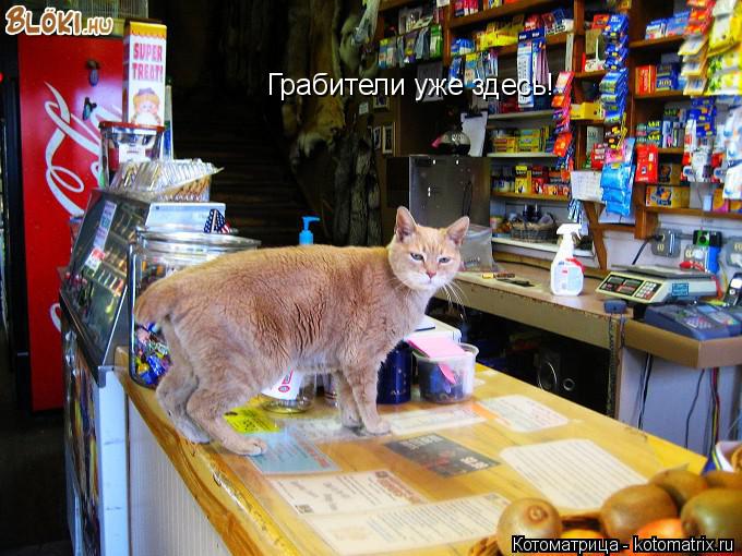 Котоматрица: Грабители уже здесь!