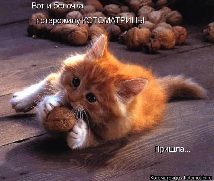 Вот и белочка к старожилу КОТОМАТРИЦЫ Пришла...... Котоматрица: Вот и белочка к старожилу КОТОМАТРИЦЫ Пришла...