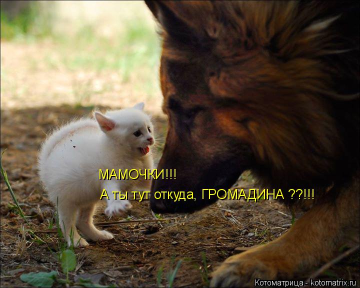 Котоматрица: МАМОЧКИ!!! А ты тут откуда, ГРОМАДИНА ??!!!
