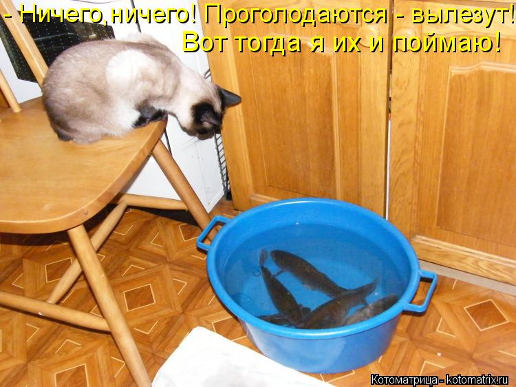 Вот тогда я их и поймаю! - Ничего,ничего! Проголодаются - вылезут!... Котоматрица: Вот тогда я их и поймаю! - Ничего,ничего! Проголодаются - вылезут!