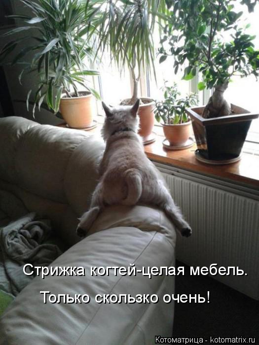 Котоматрица: Стрижка когтей-целая мебель. Только скользко очень!