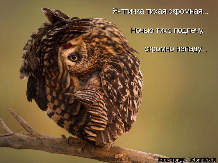Я-птичка тихая,скромная... Ночью тихо подлечу, скромно нападу...... Котоматрица: Я-птичка тихая,скромная... Ночью тихо подлечу, скромно нападу...