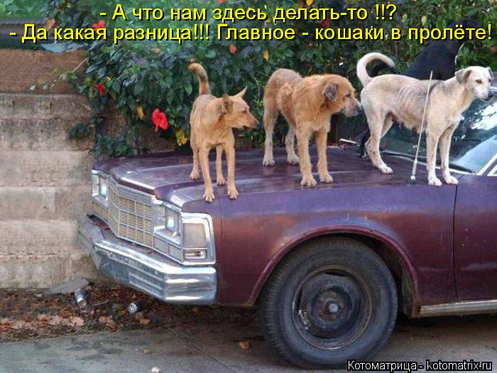 - А что нам здесь делать-то !!? - Да какая разница!!! Главное - кошаки в пролёте!... Котоматрица: - А что нам здесь делать-то !!? - Да какая разница!!! Главное - кошаки в пролёте!