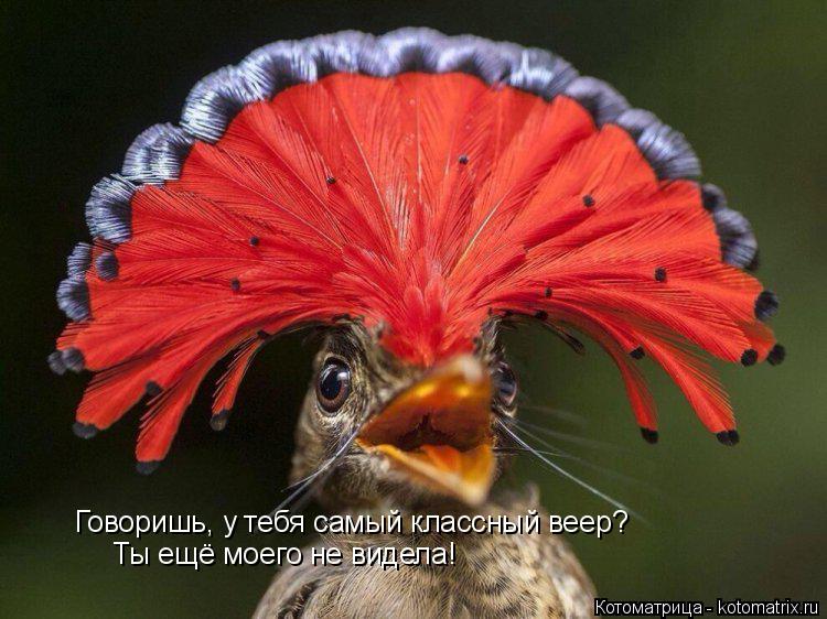 Говоришь, у тебя самый классный веер? Ты ещё моего не видела!... Котоматрица: Говоришь, у тебя самый классный веер? Ты ещё моего не видела!
