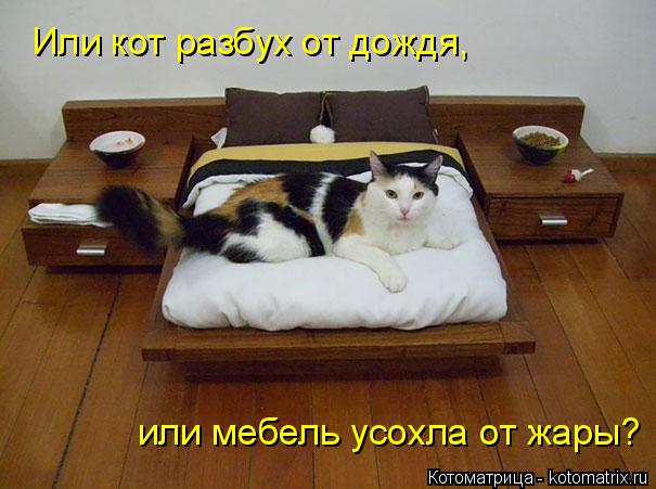 Котоматрица: Или кот разбух от дождя,   или мебель усохла от жары?